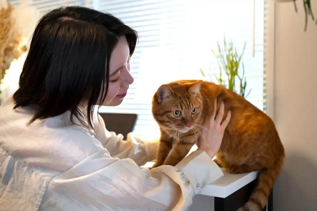 How to Train a Cat