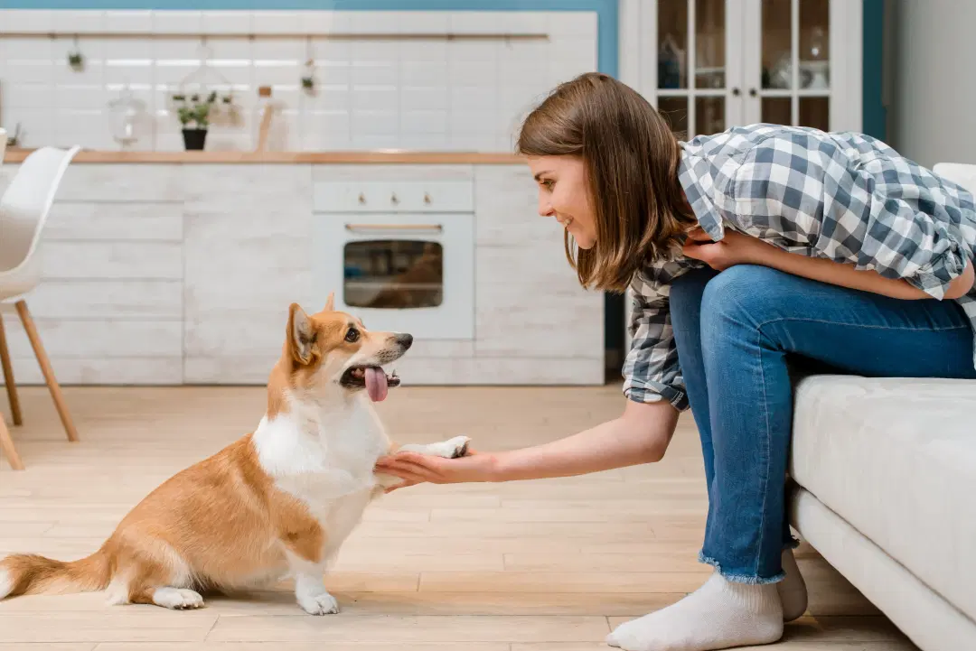 best online vet consultation india