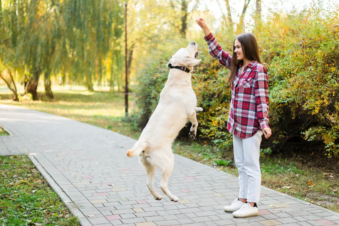 best online vet consultation india