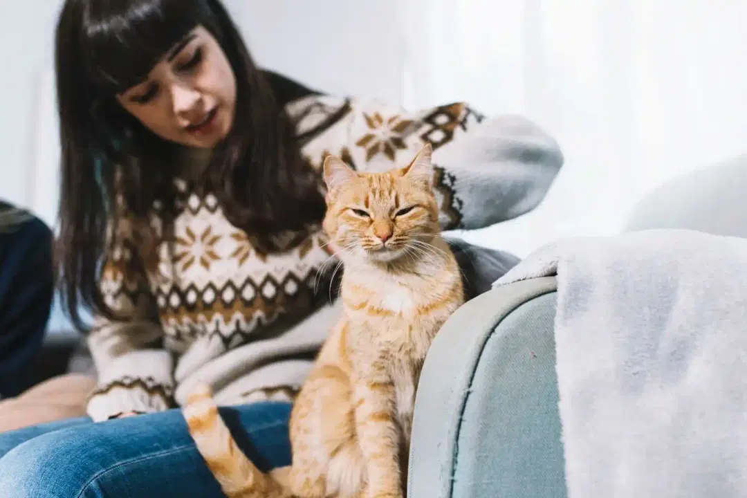 How to Train a Cat