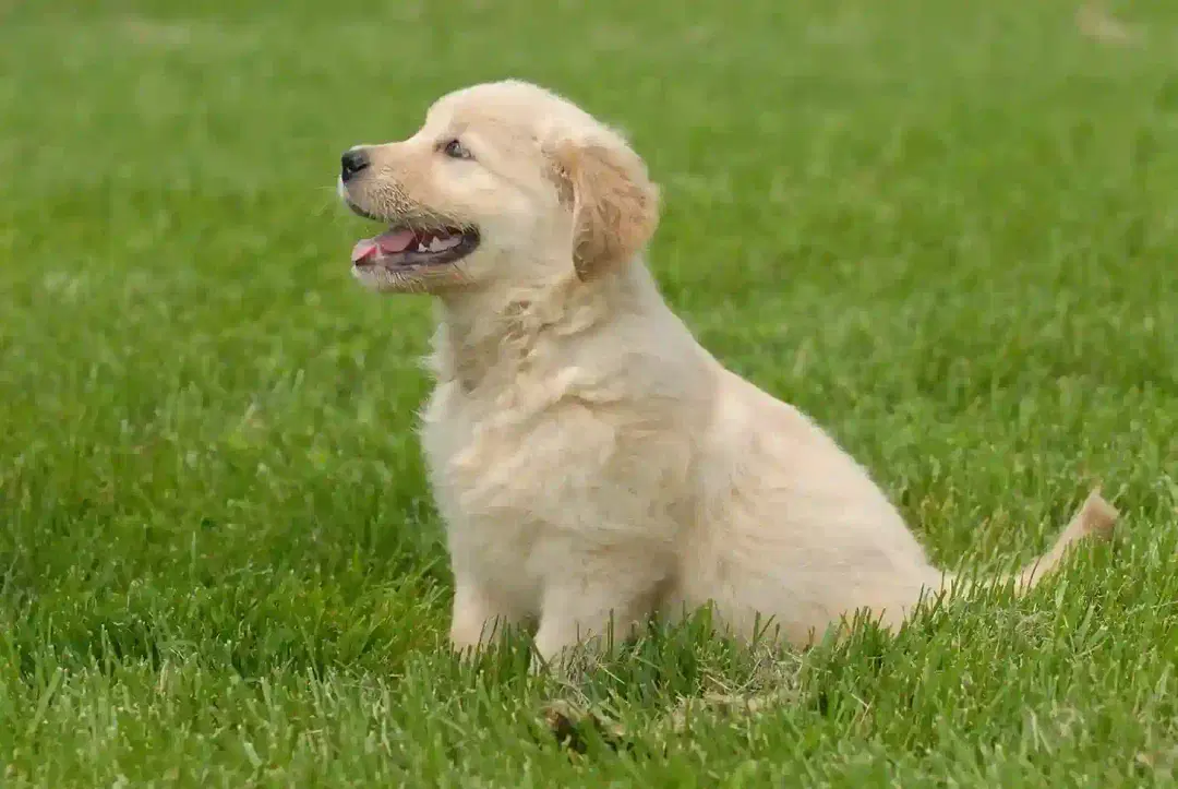 Ultimate Guide to Golden Retriever Health Problems