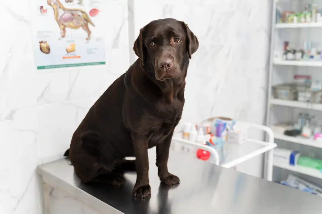 Labrador Health Problems in India