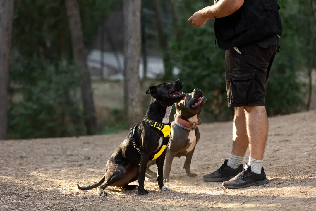 best online vet consultation india