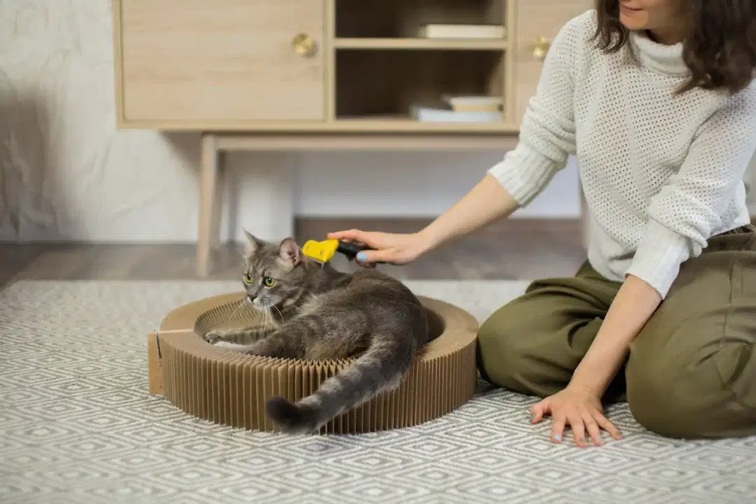 How to Train a Cat
