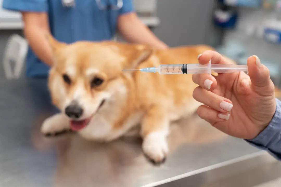 Dog Vaccination Schedule India