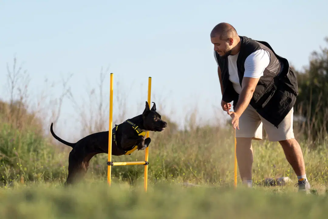 best online vet consultation india