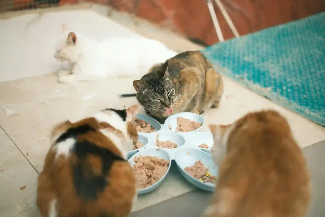 Cat Nutrition & Health 101