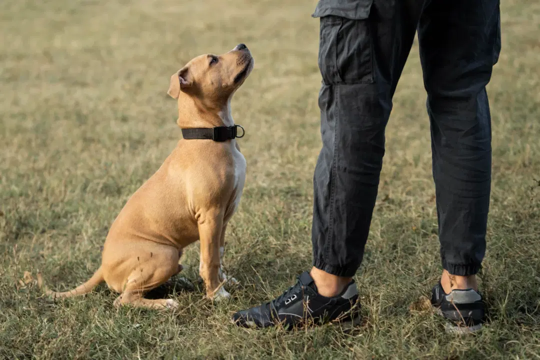 best online vet consultation india