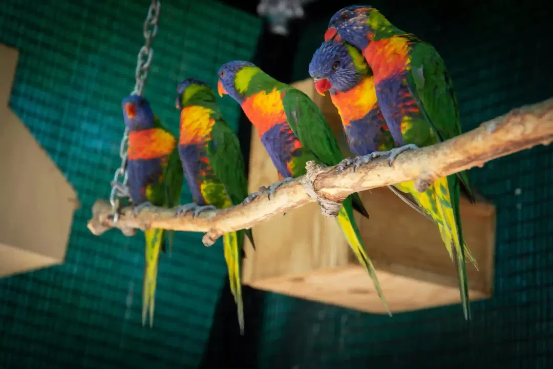 Parrot Breeding