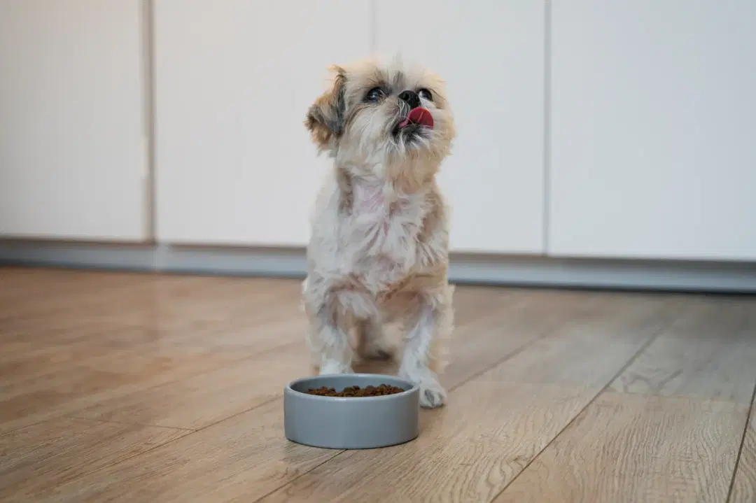 Dog Not Eating