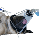 best online vet consultation india