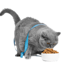 best online vet consultation india