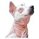 best online vet consultation india