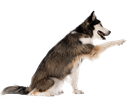 best online vet consultation india