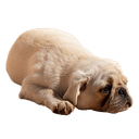 best online vet consultation india