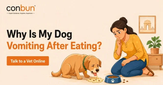 best online vet consultation india