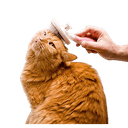best online vet consultation india