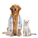 best online vet consultation india