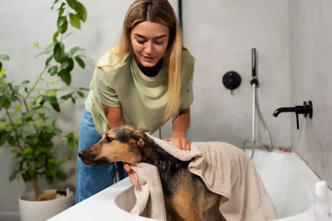 best online vet consultation india