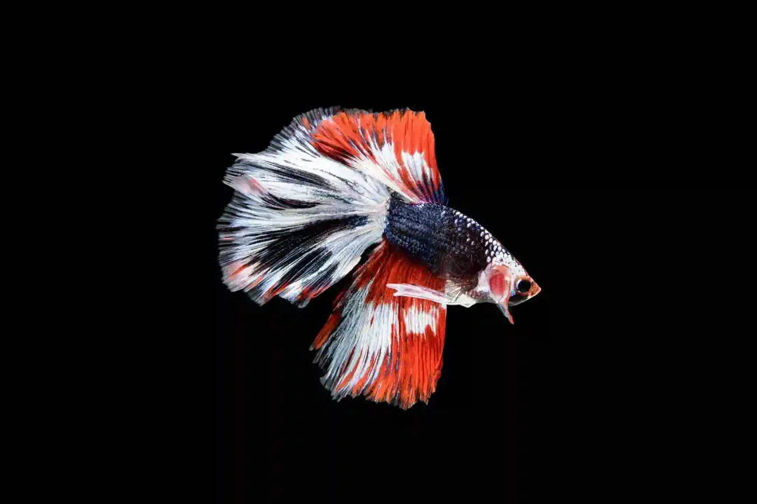 Betta Fish Care