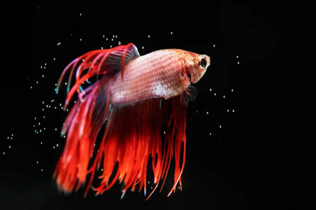Betta Fish Care