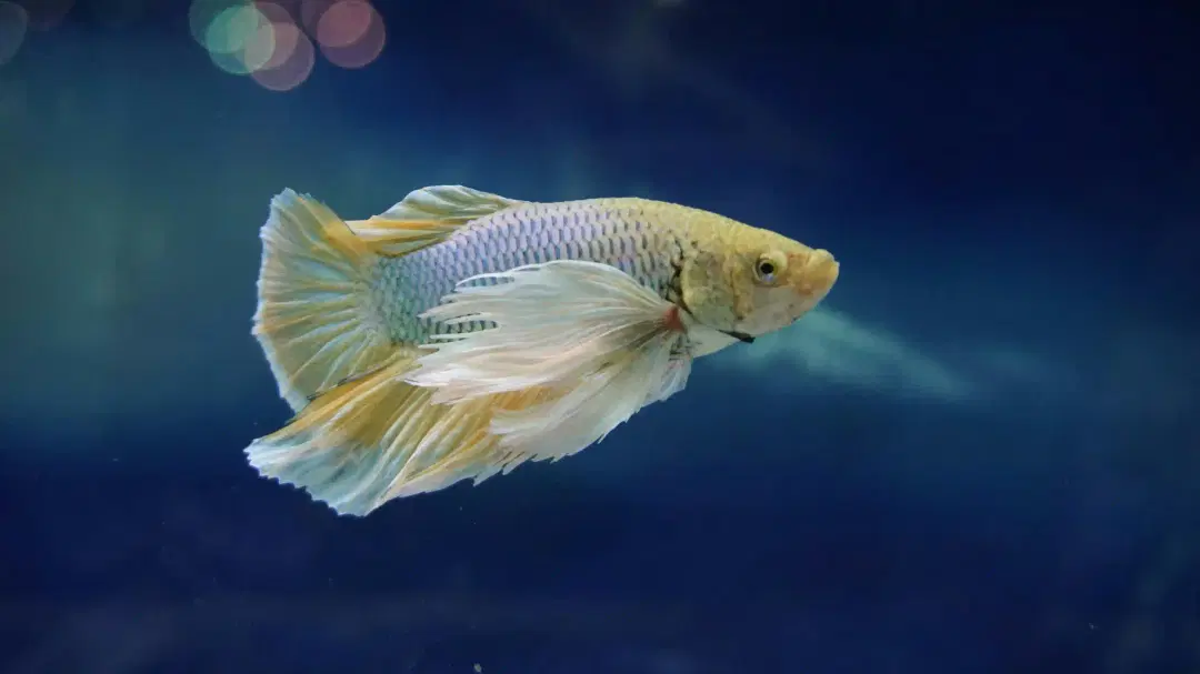 Betta Fish Care
