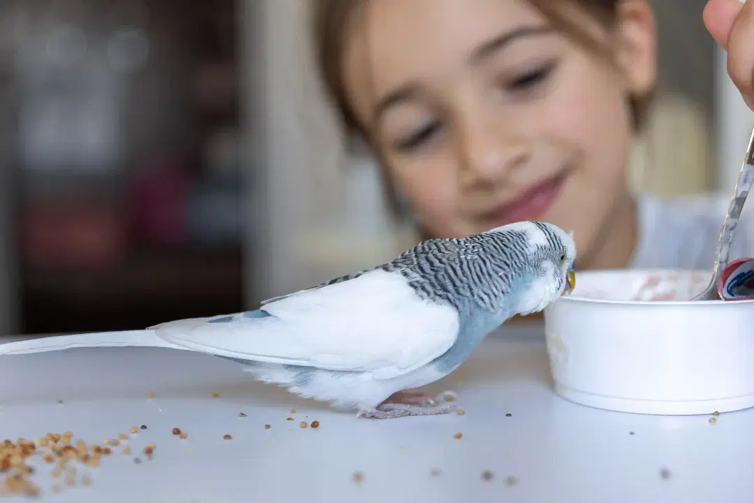 The Ultimate Pet Bird Care Guide