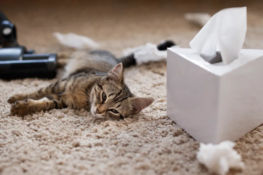 best online vet consultation india