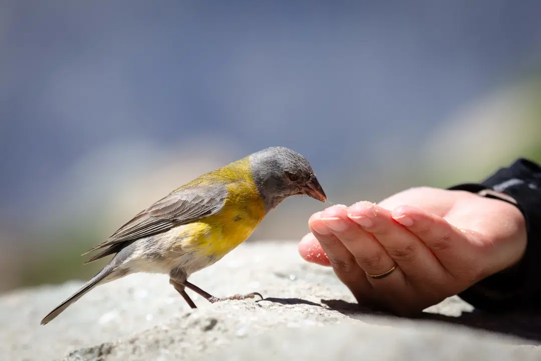 Essential Bird Care Tips