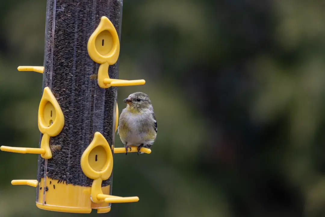 Essential Bird Care Tips