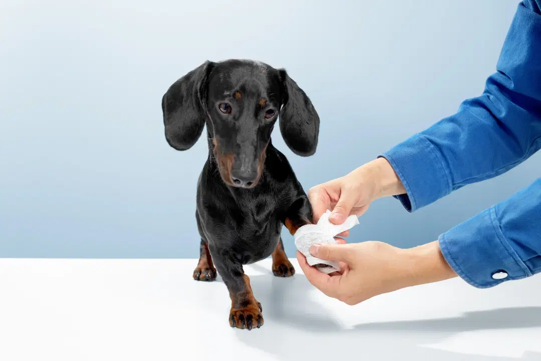 Are Bleeding Disorders Normal in Small Pets