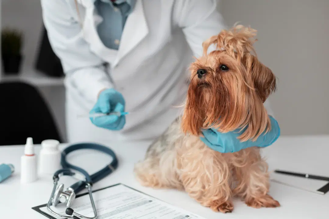 The Ultimate Guide to Thyroid Disease in Dogs & Cats