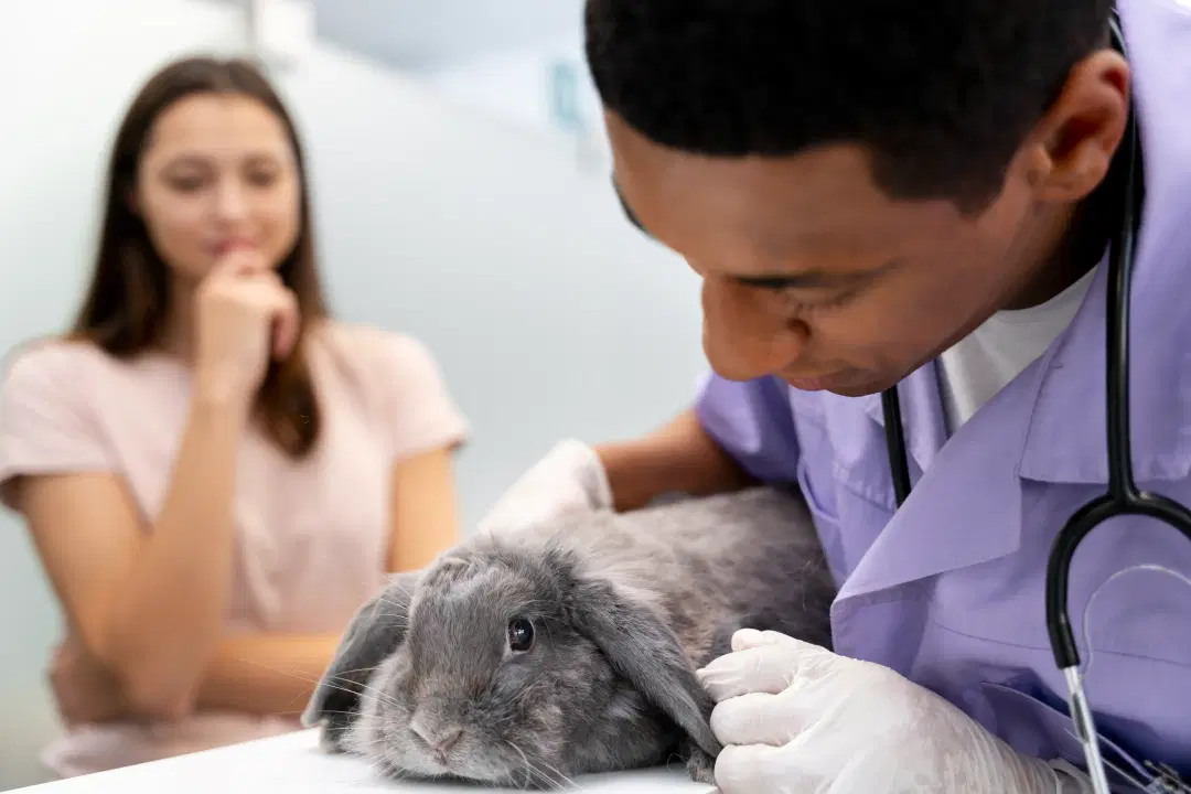 Common Rabbit Diseases