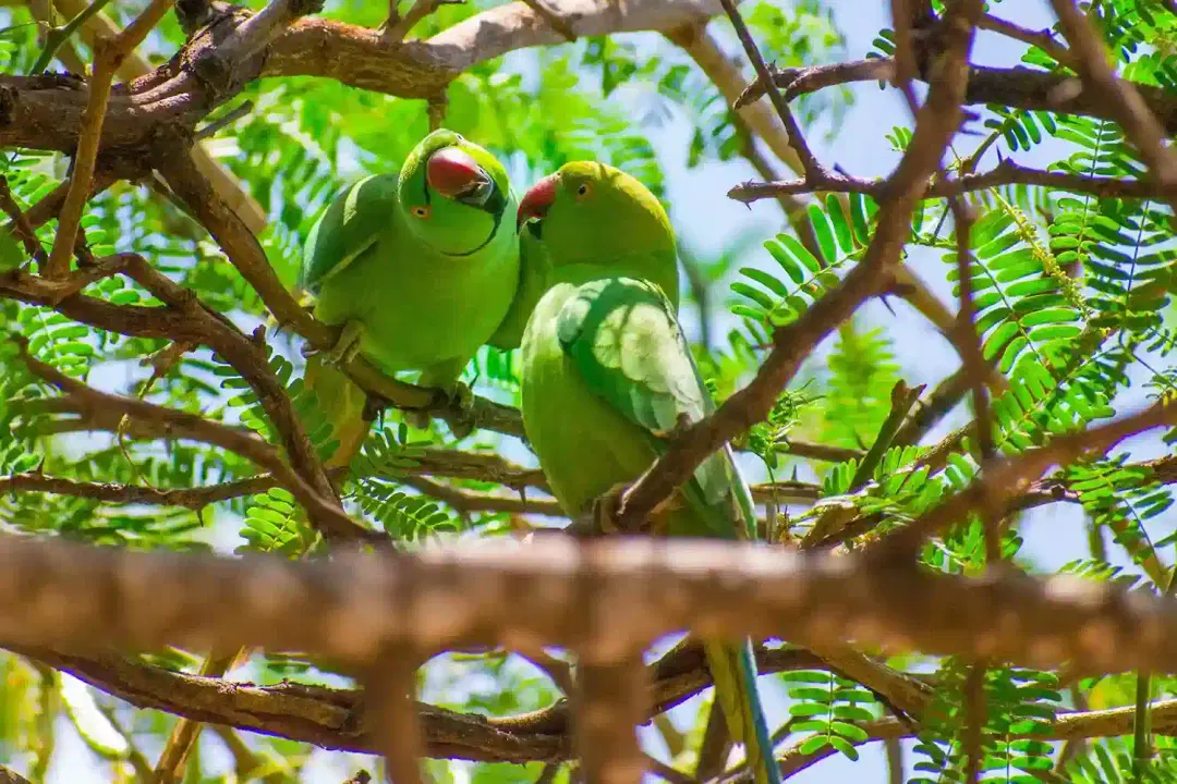 Parrot Breeding in India