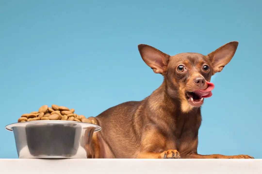 My Dog Not Eating?