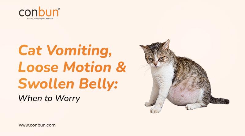 Cat Vomiting, Diarrhoea & Swollen Belly: When to Worry