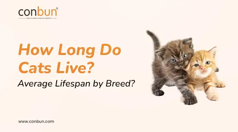How Long Do Cats Live? Average Lifespan by Breed