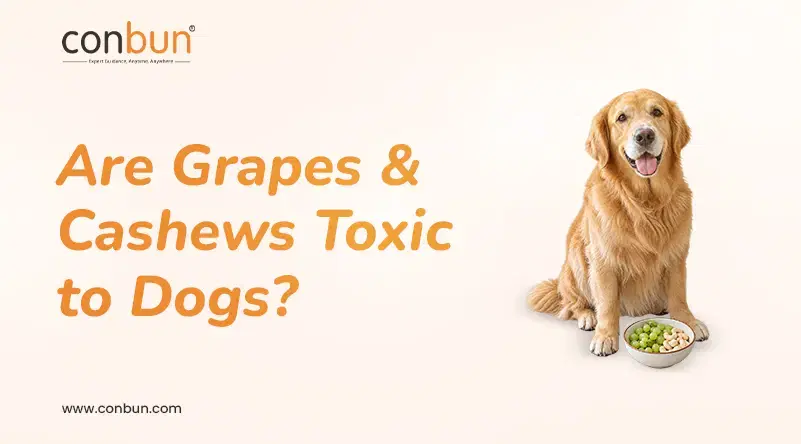 Are Grapes & Cashews Toxic to Dogs?