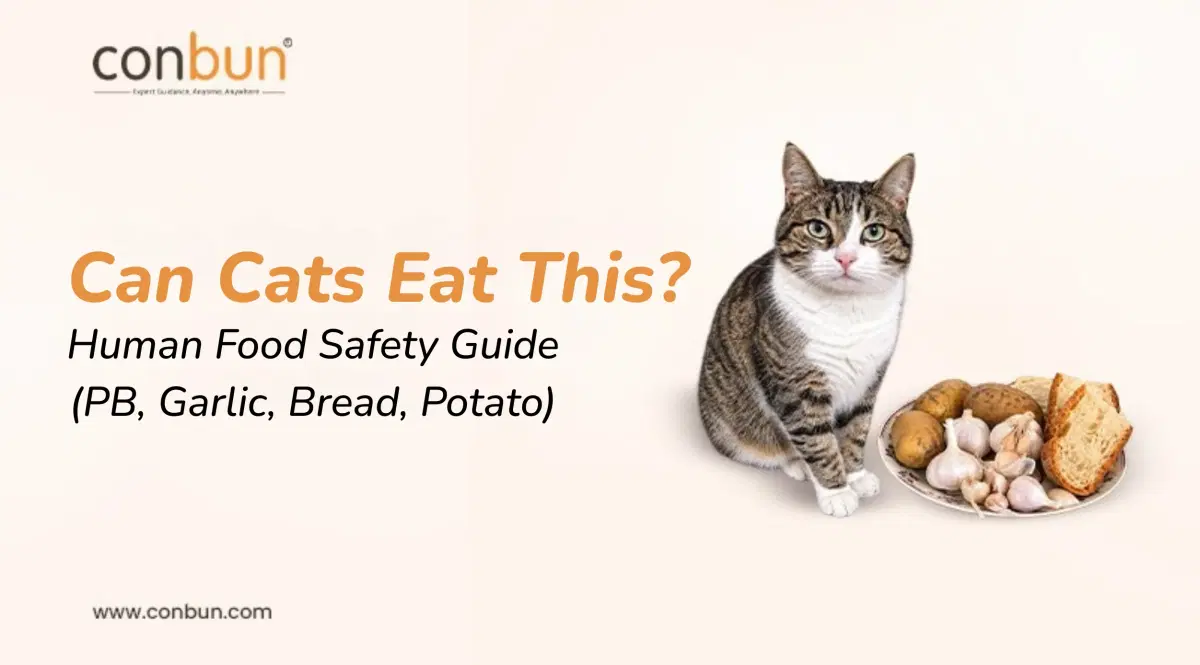 Can Cats Eat Human Food? (PB, Garlic, Bread, Potato)