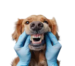 Dental issues