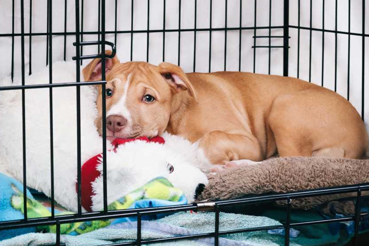 best online vet consultation india