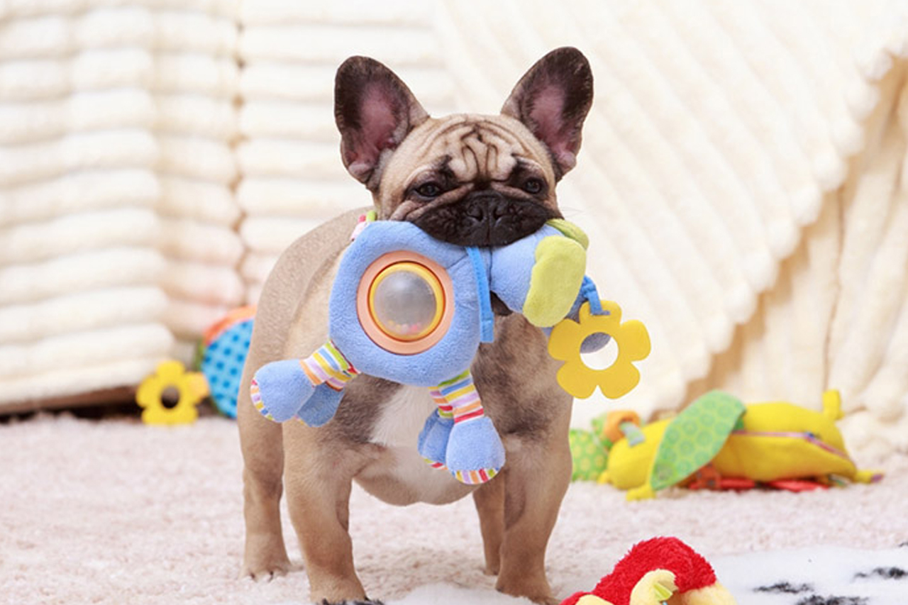 best online vet consultation india