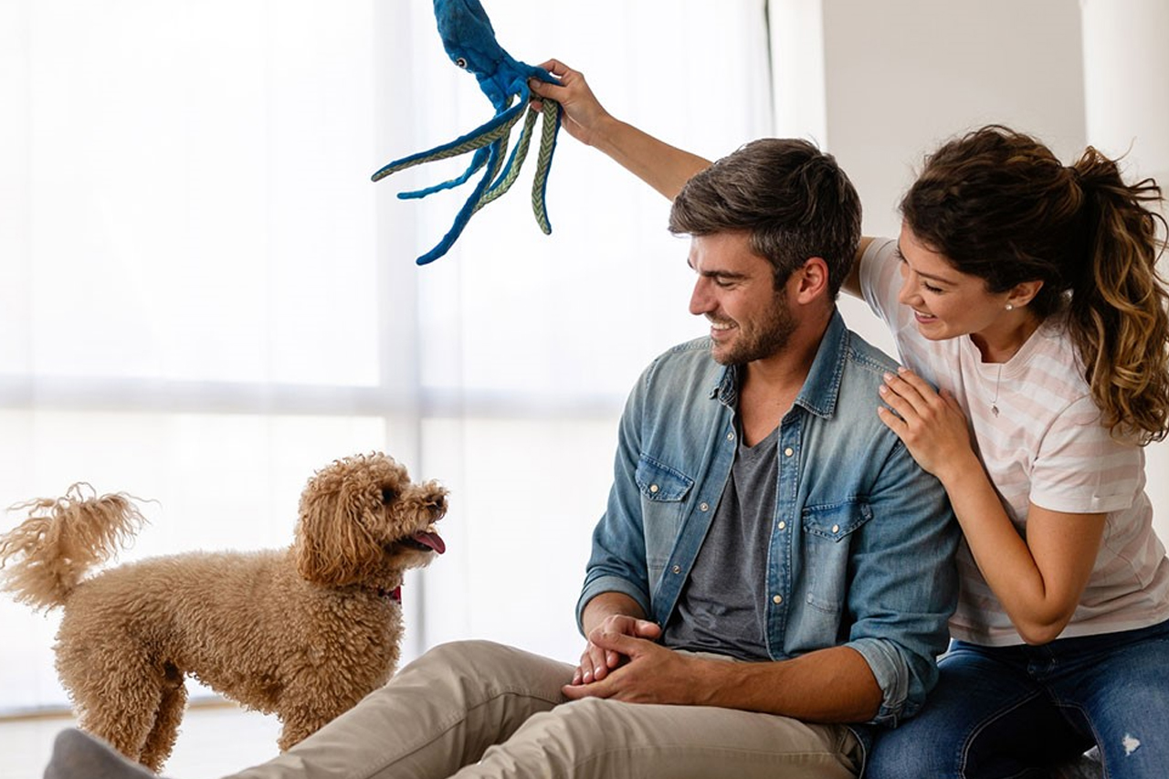 best online vet consultation india