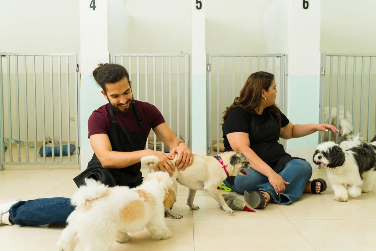 best online vet consultation india