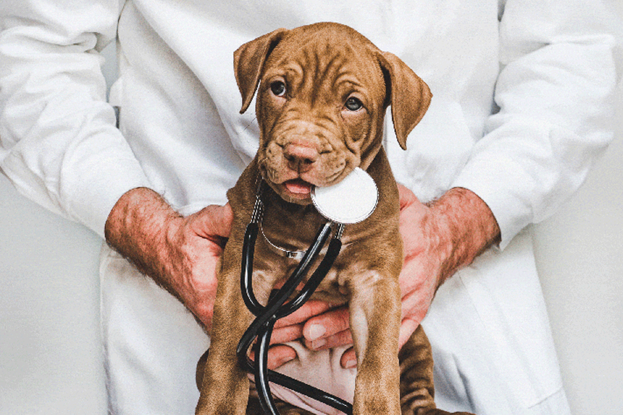 best online vet consultation india