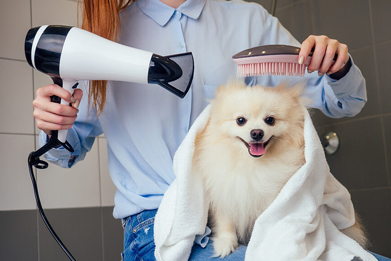 best online vet consultation india