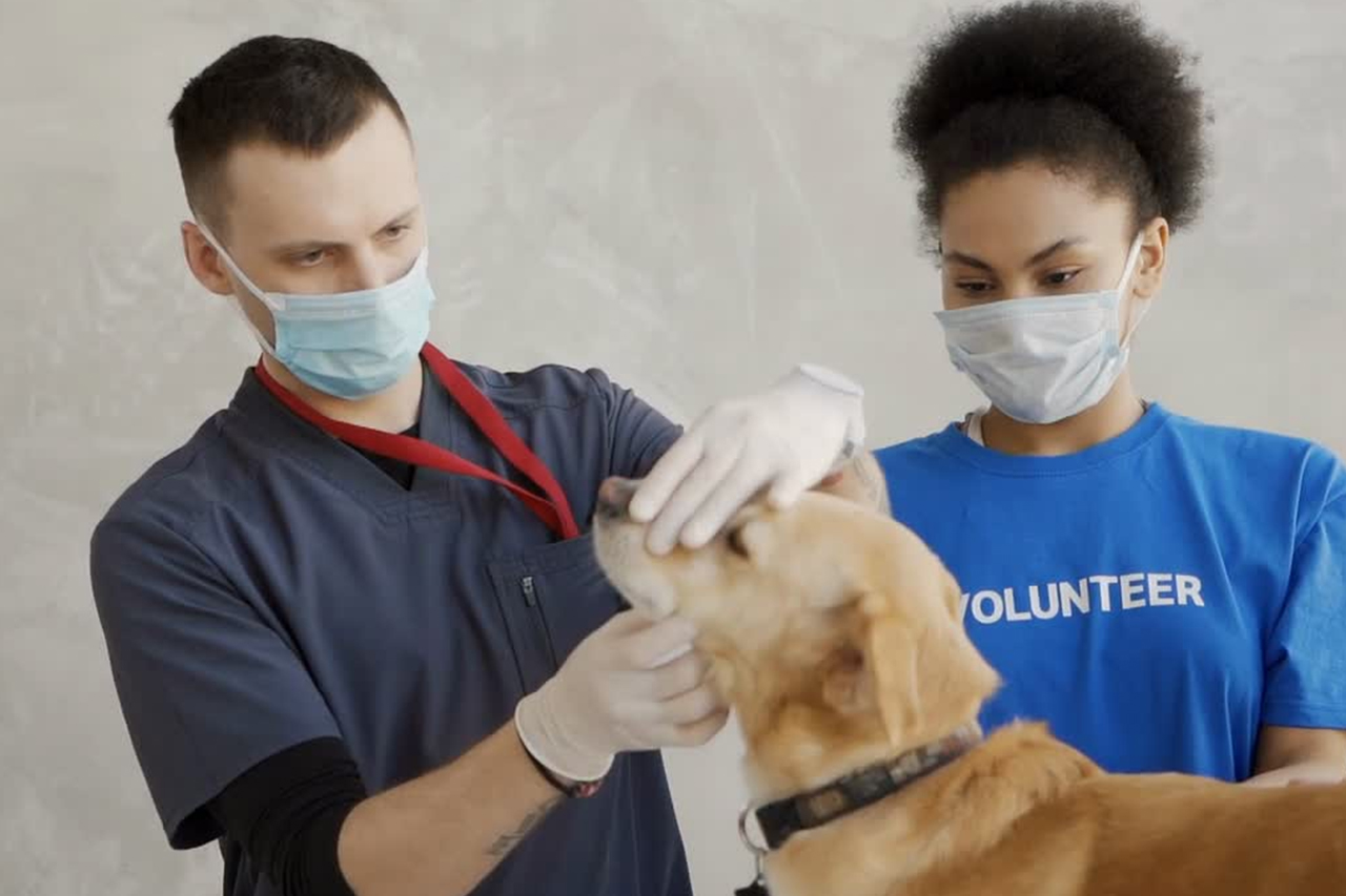 best online vet consultation india