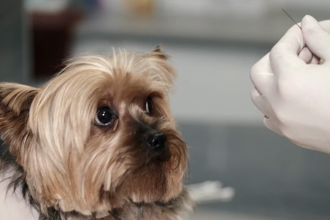 best online vet consultation india