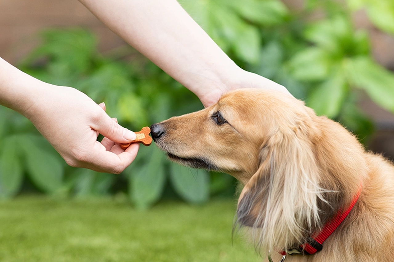 best online vet consultation india