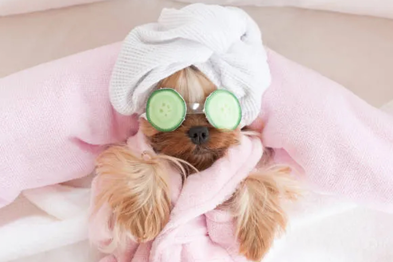 best online vet consultation india